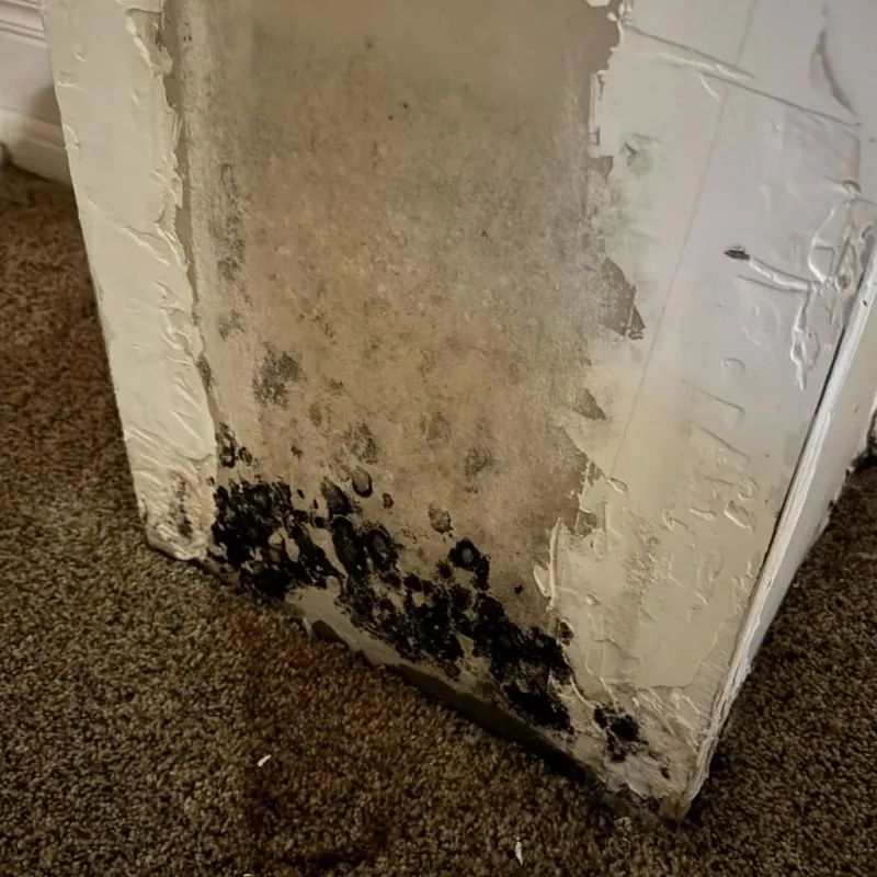 Professional Mold Removal in DeLand, FL